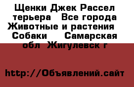 Щенки Джек Рассел терьера - Все города Животные и растения » Собаки   . Самарская обл.,Жигулевск г.